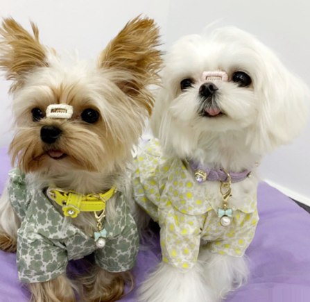 Πολυτελές κολάρο σκύλου Bling